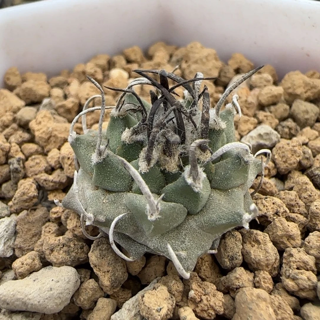 A-176实生碳刺升云龙。多肉