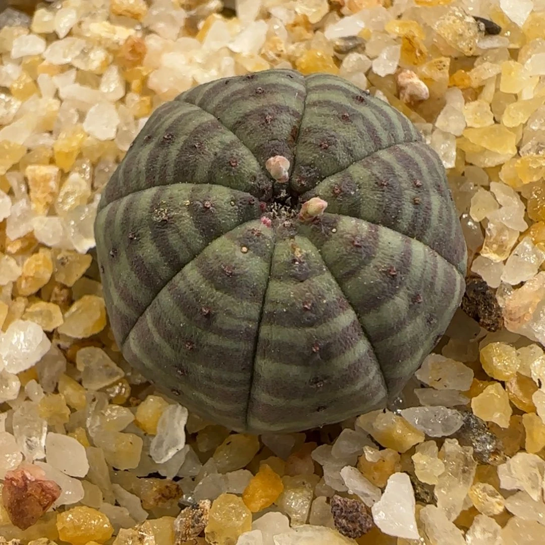 148实生血斑布纹球。多肉