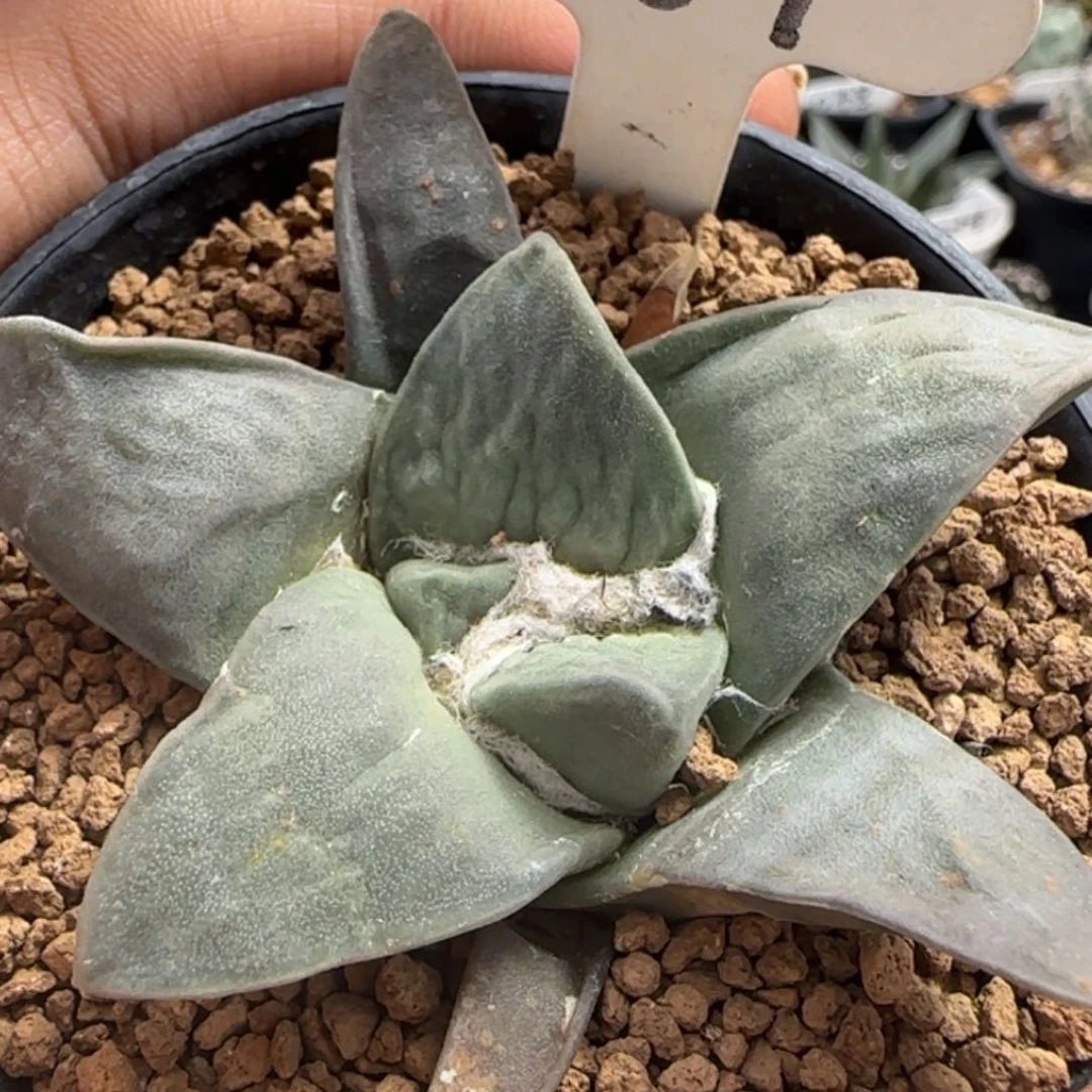 067实生牛舌牡丹。多肉