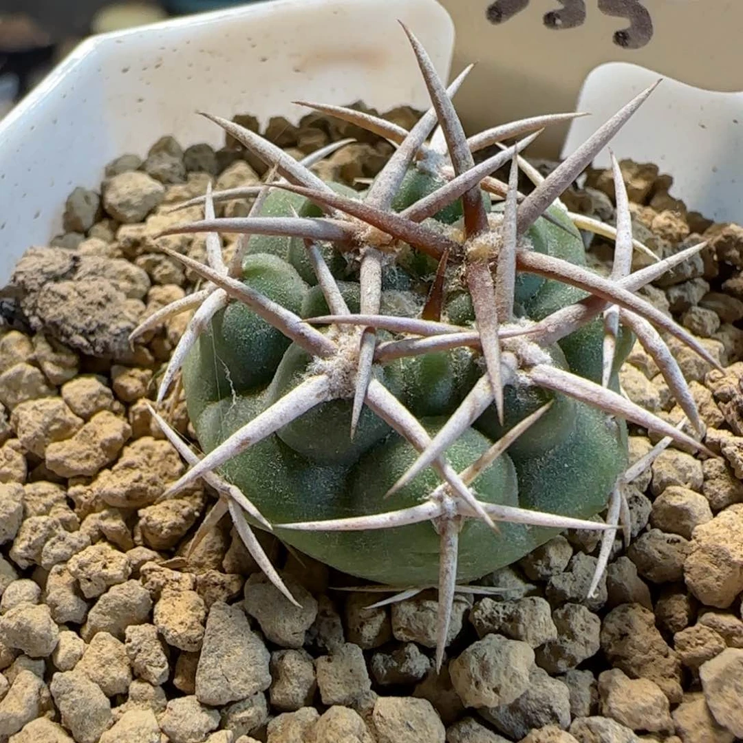 355实生五十铃碧岩玉多肉2.7厘米