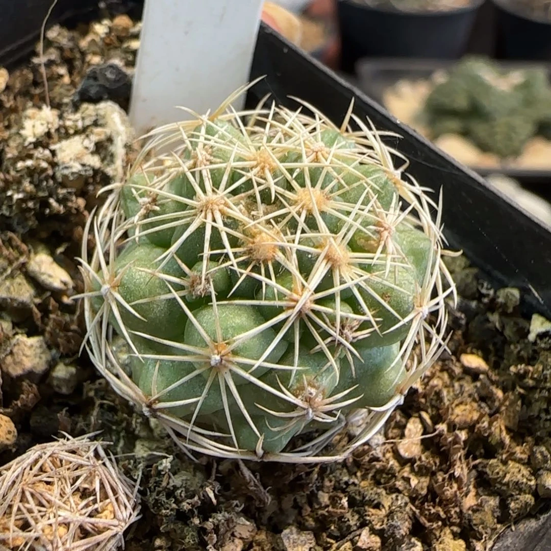 199实生凤舞。多肉