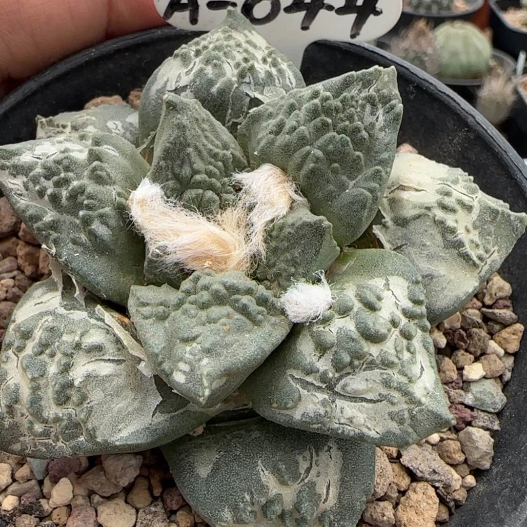 A-044自根养定怒涛牡丹。多肉