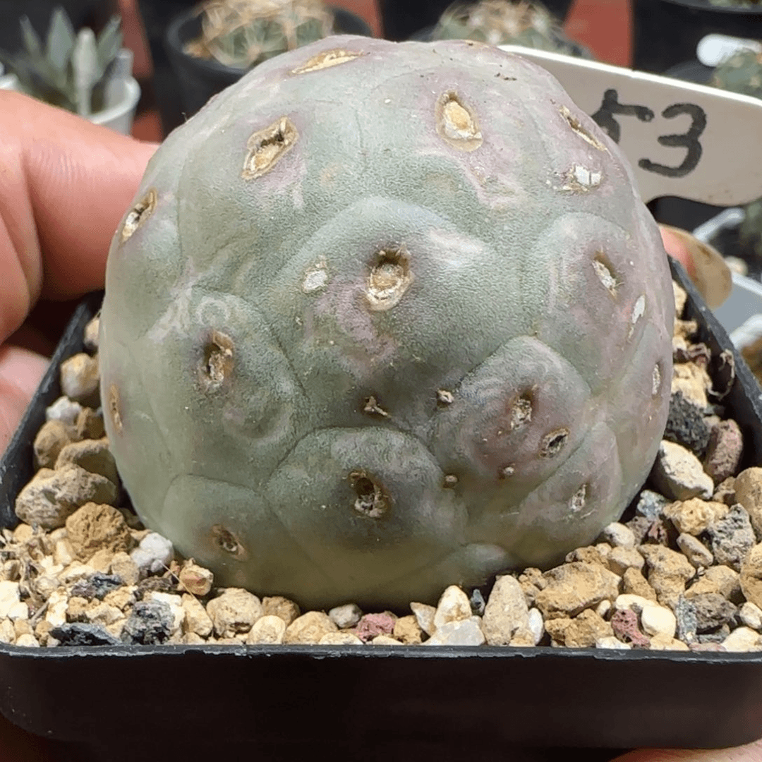 053侧芽自根5.1厘米习志野