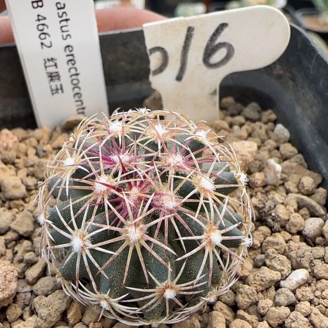 016实生红廉玉。多肉