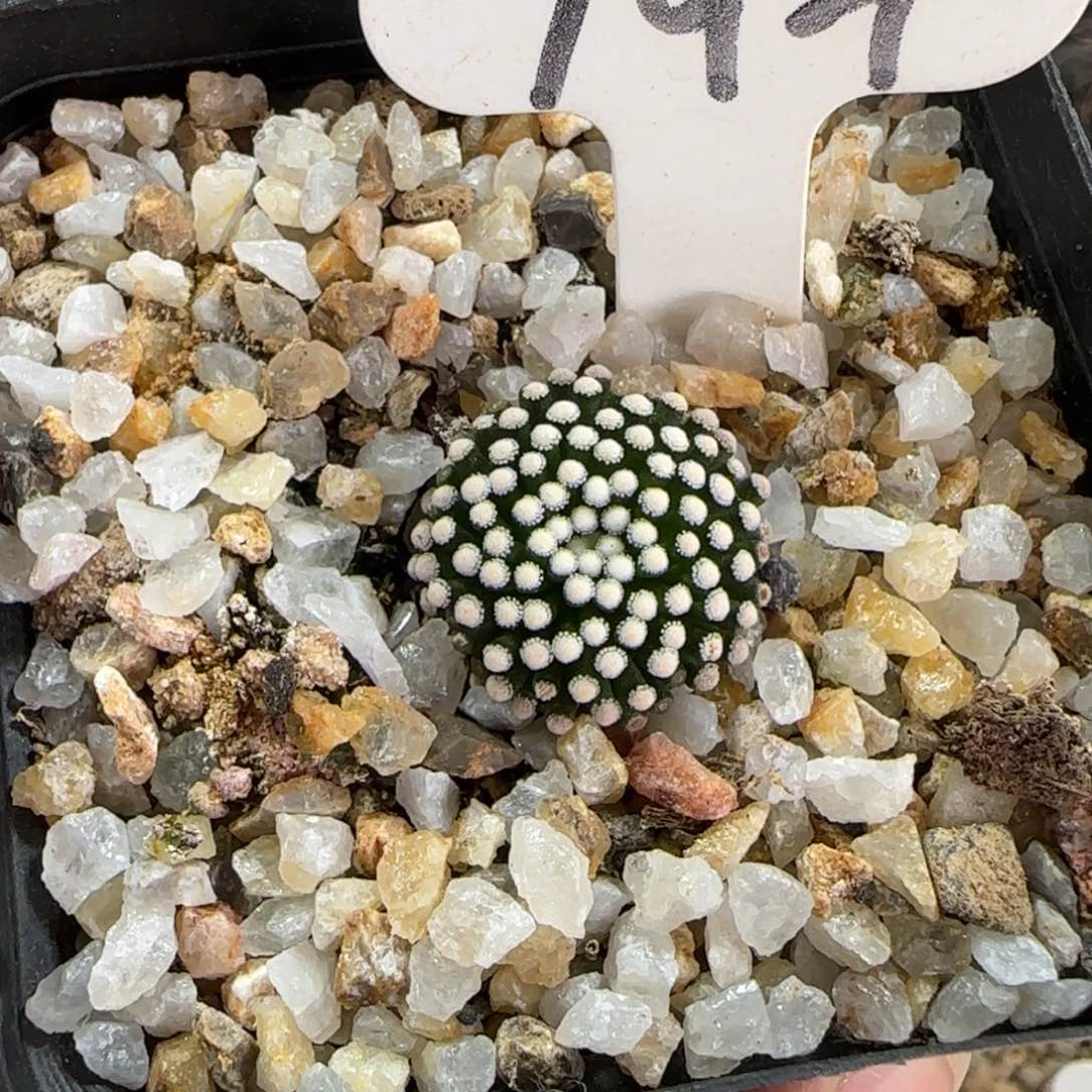 F****y194自根萝卜根松针牡丹。多肉