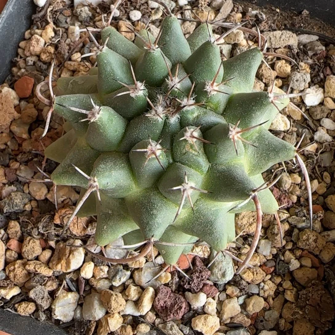 377实生瓦格纳乳突。多肉