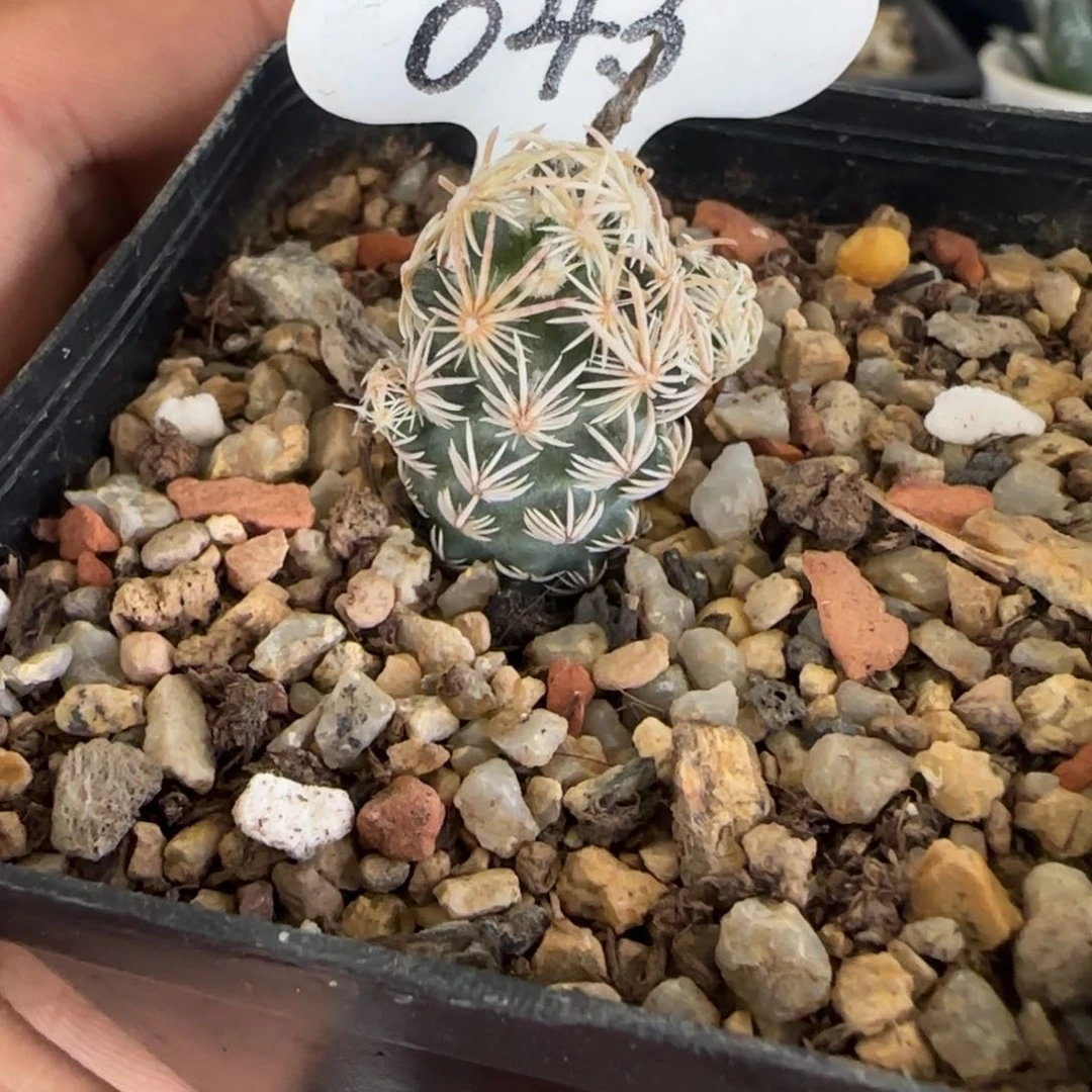 045实生紫王子。多肉