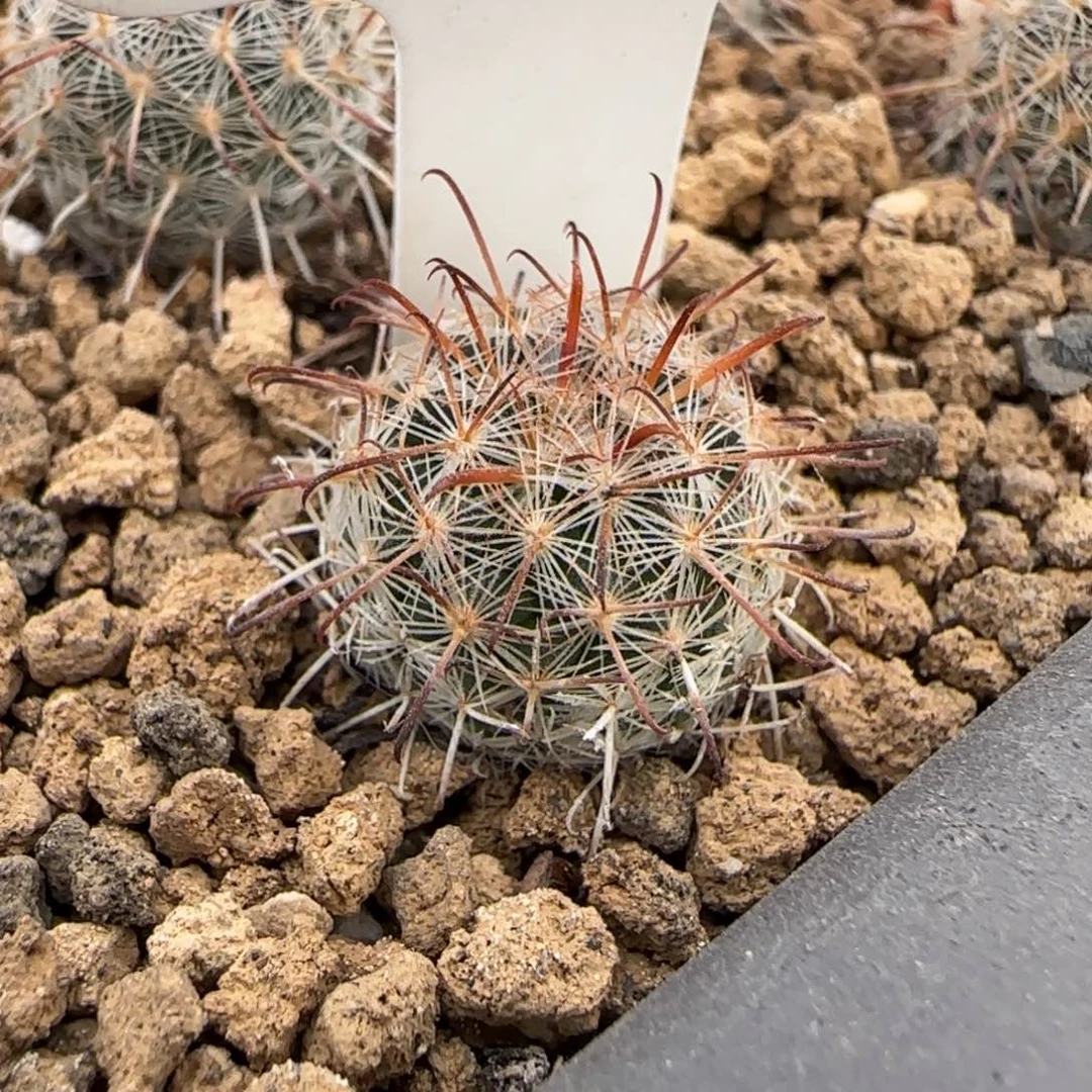 332实生苍白旗。多肉