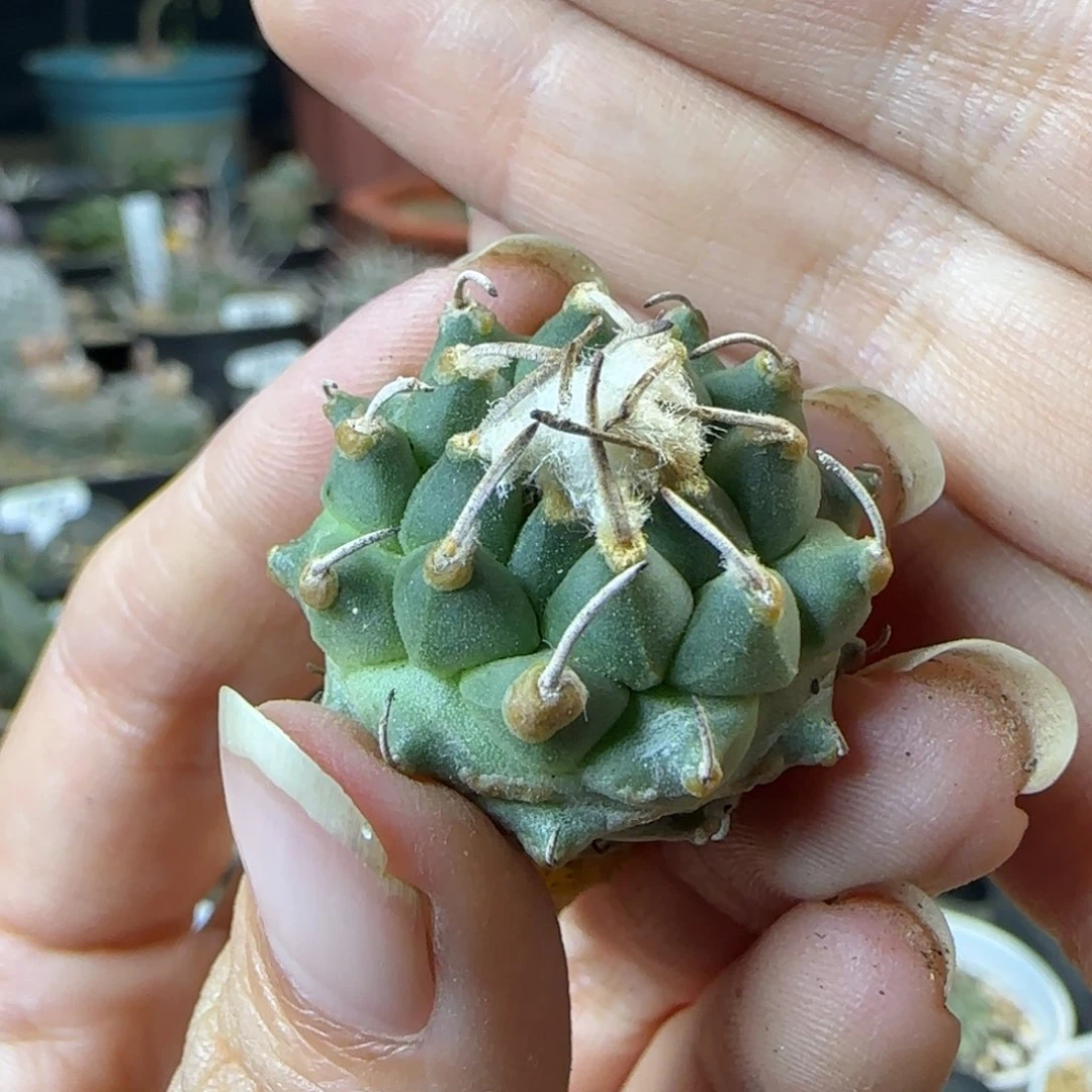 393实生焦糖安德森多肉2.6厘米