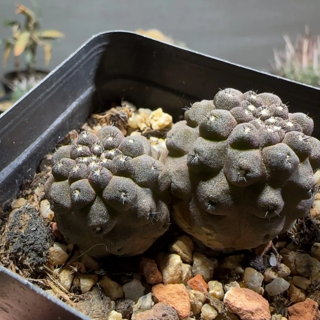 301实生龙爪球多肉