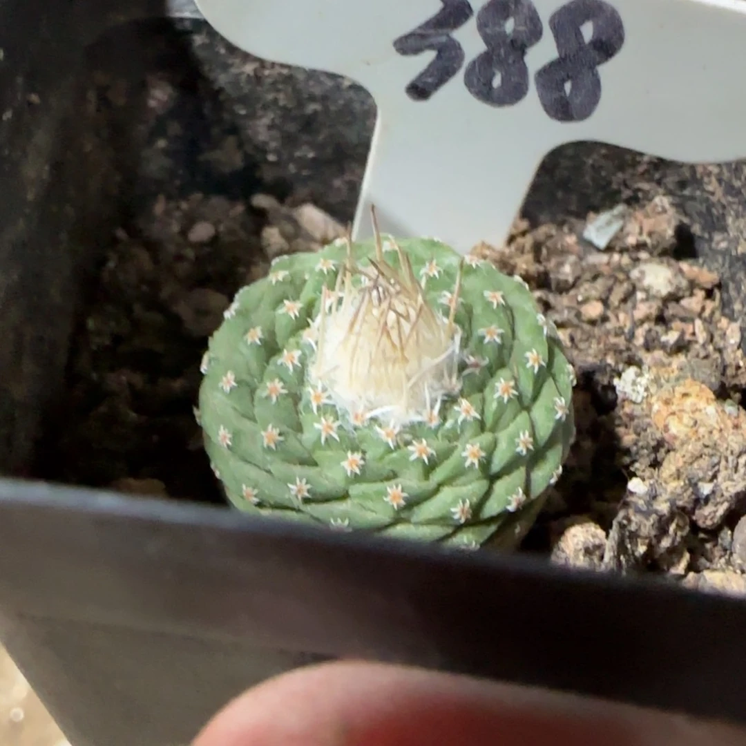 388实生实生菊水多肉箐桃花卉