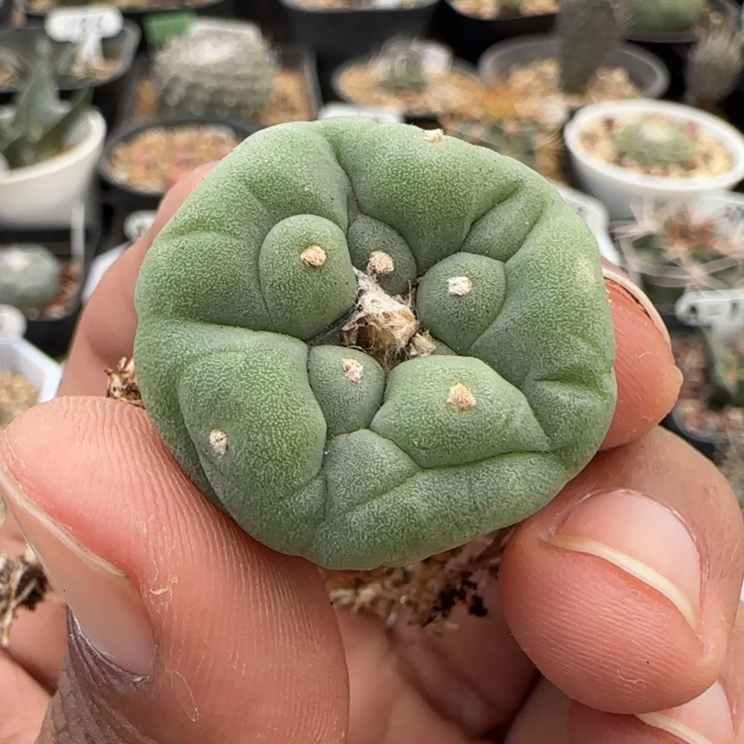 149实生大尤海鲜。多肉