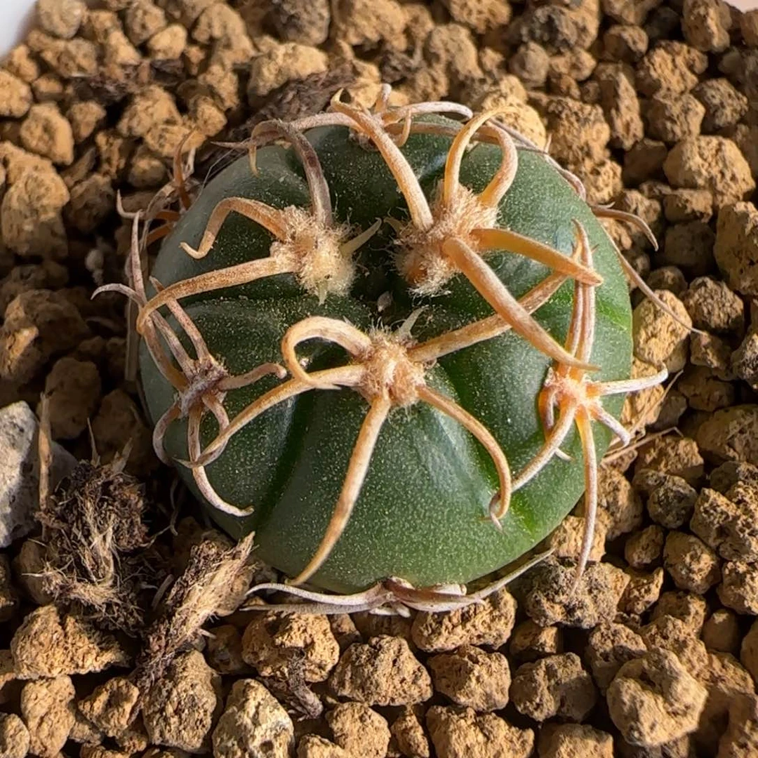 358实生冢源海王。多肉2.3厘米