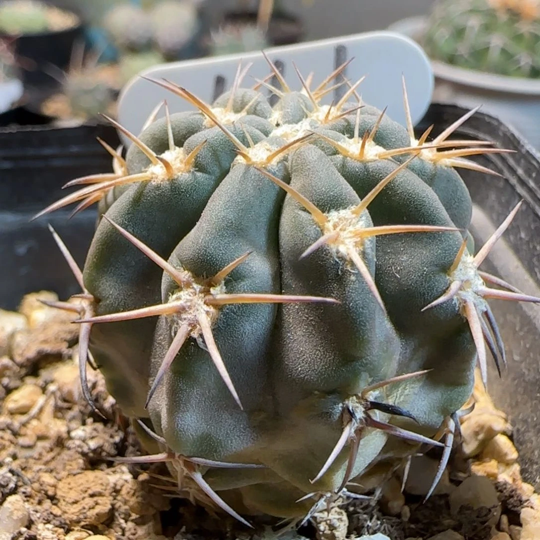 111实生阿寒玉多肉3.3厘米