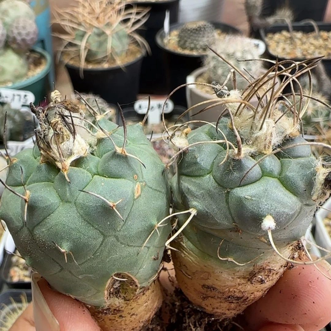 113实生两颗娇丽。多肉3厘米以上。