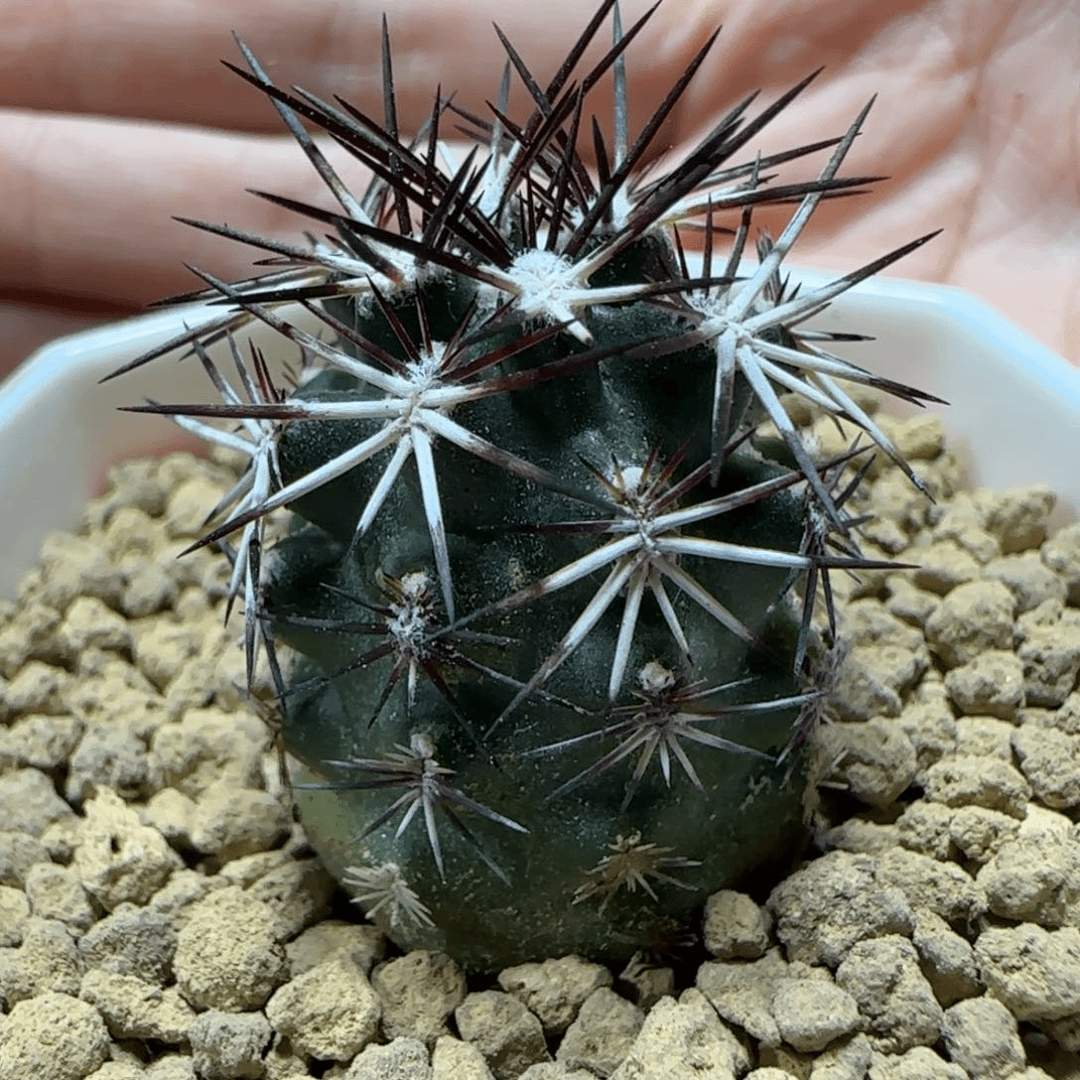 175实生达氏青花虾多肉箐桃花卉
