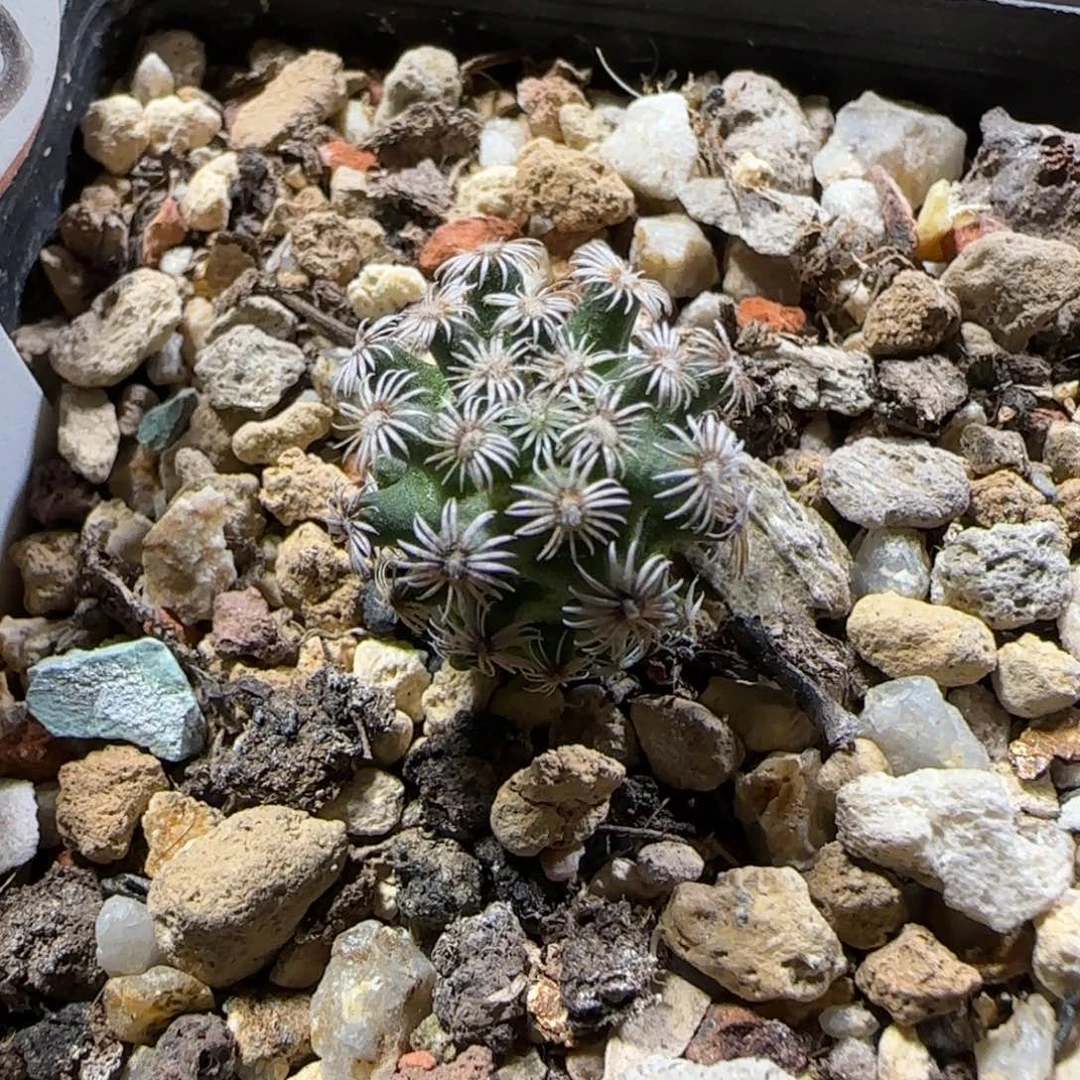 A25实生克氏丸多肉1.6厘米