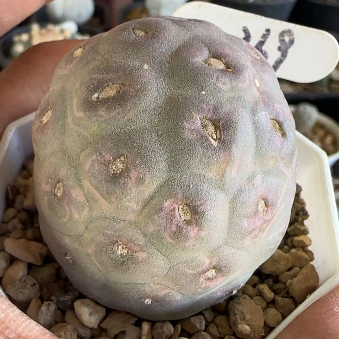 369侧芽自根大型足球习志野。多肉