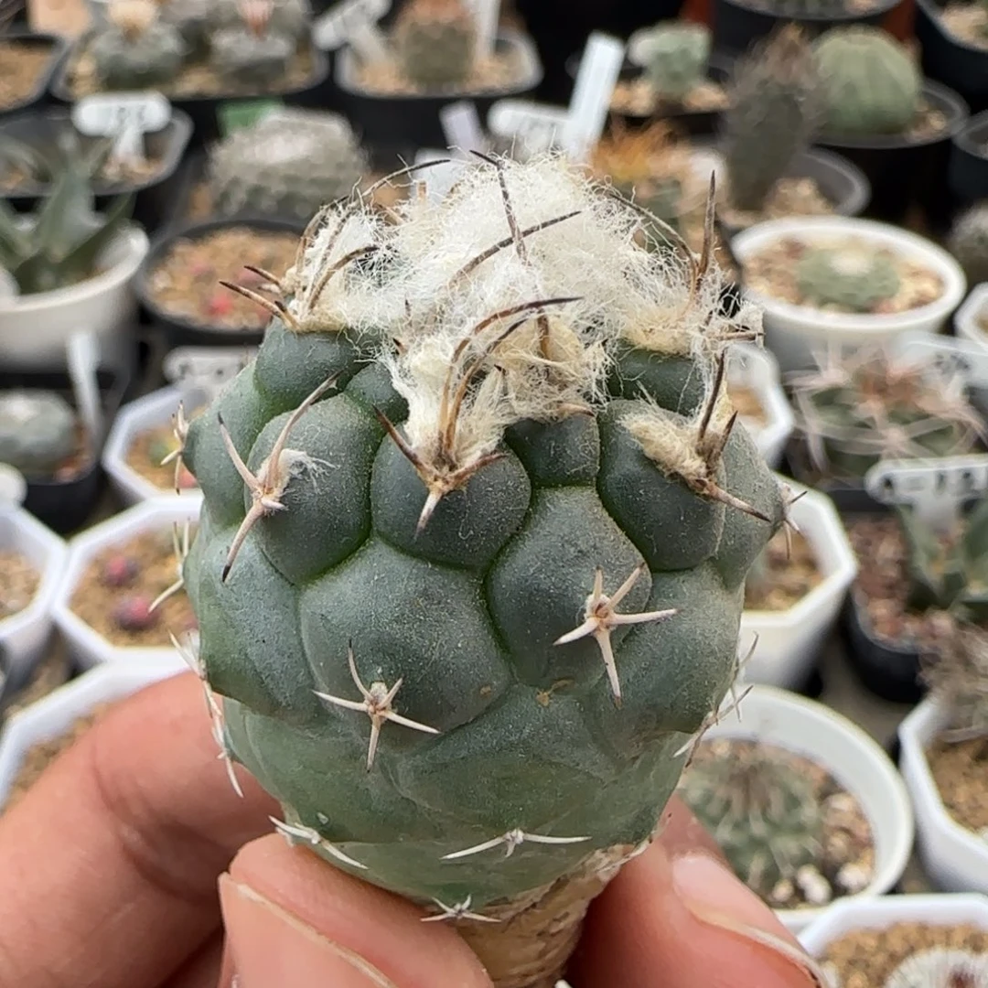 309实生华丽玉。多肉