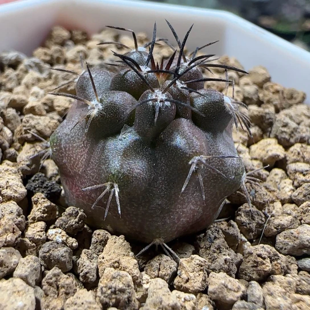 324实生栗星玉锦多肉2厘米