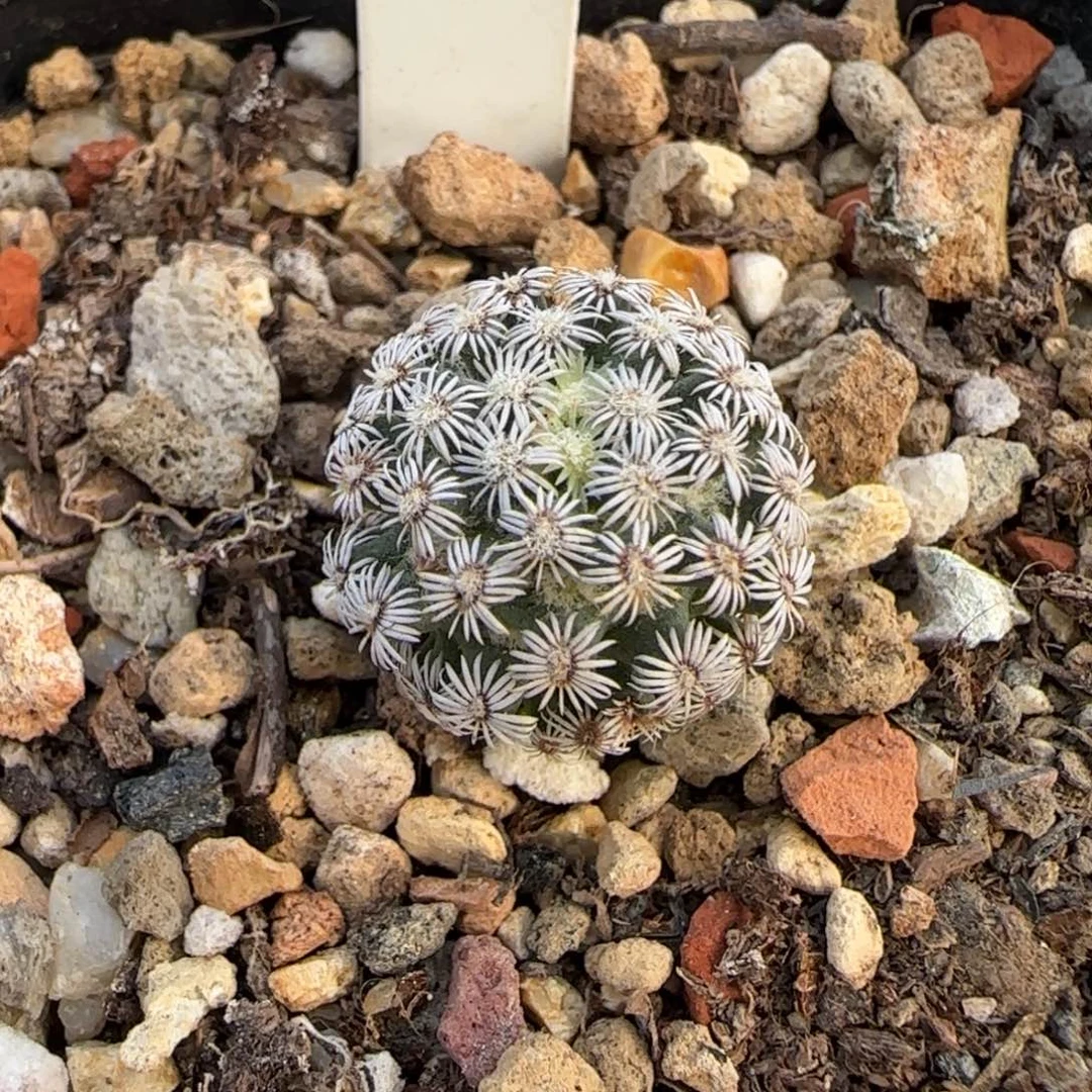 324实生克氏丸。多肉