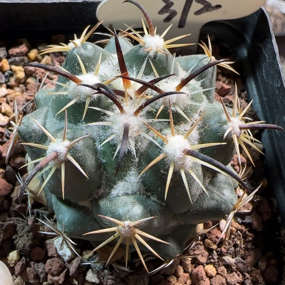 372实生钢钉多肉箐桃花卉4.4厘米