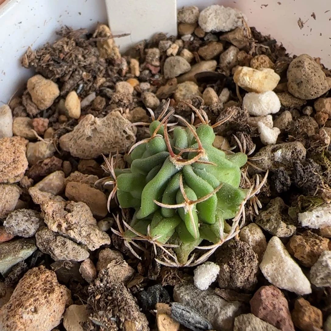 074实生龙剑。多肉（幼苗）