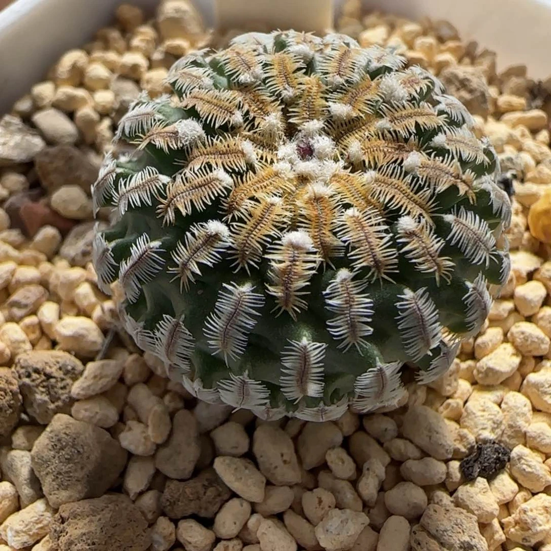 044实生精巧殿。多肉2.6厘米