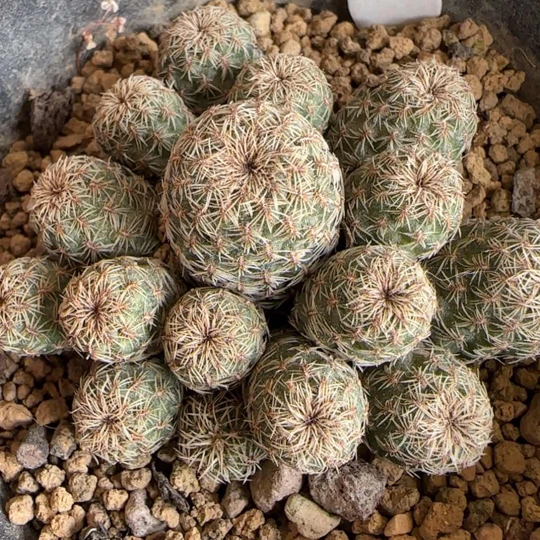 085实生群生红花沟宝山。多肉