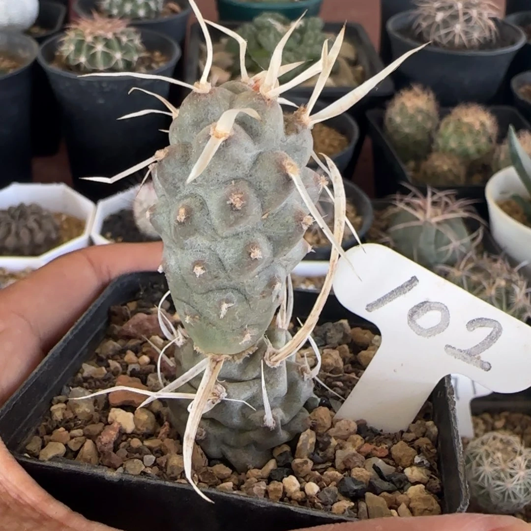 102纸刺武藏野。多肉