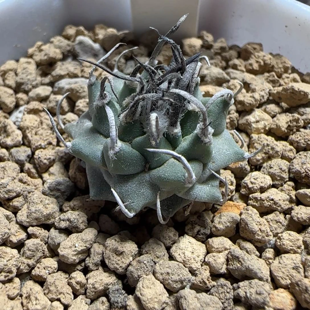 063实生碳刺升云龙。多肉