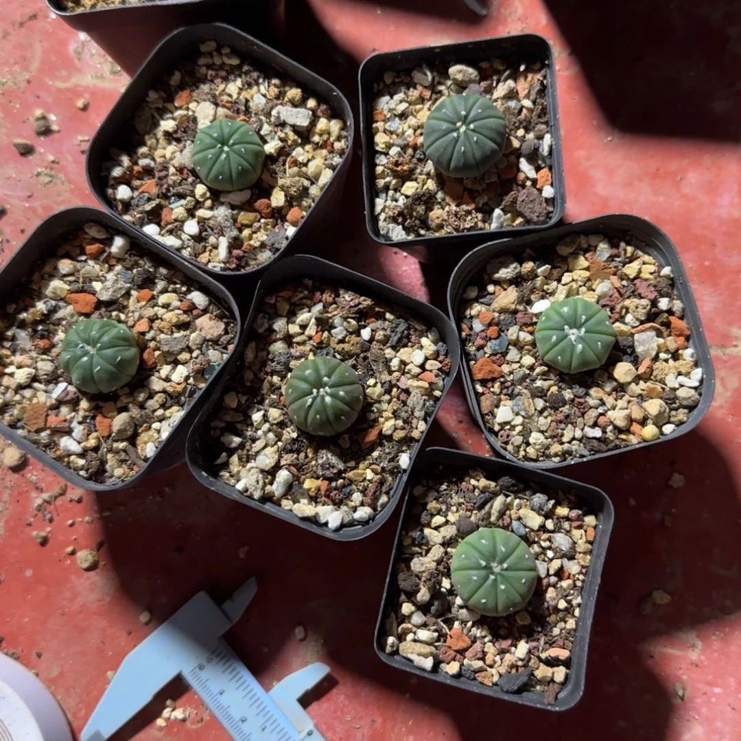 实生琉璃兜多肉箐桃花卉