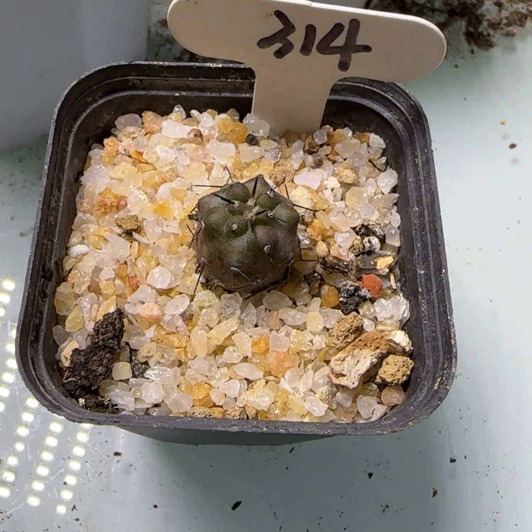 郁**葱314实生黑王。多肉