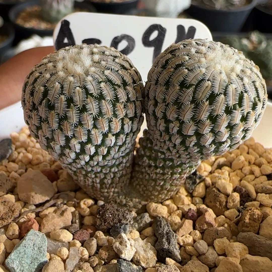 A-094实生双头精巧殿。多肉