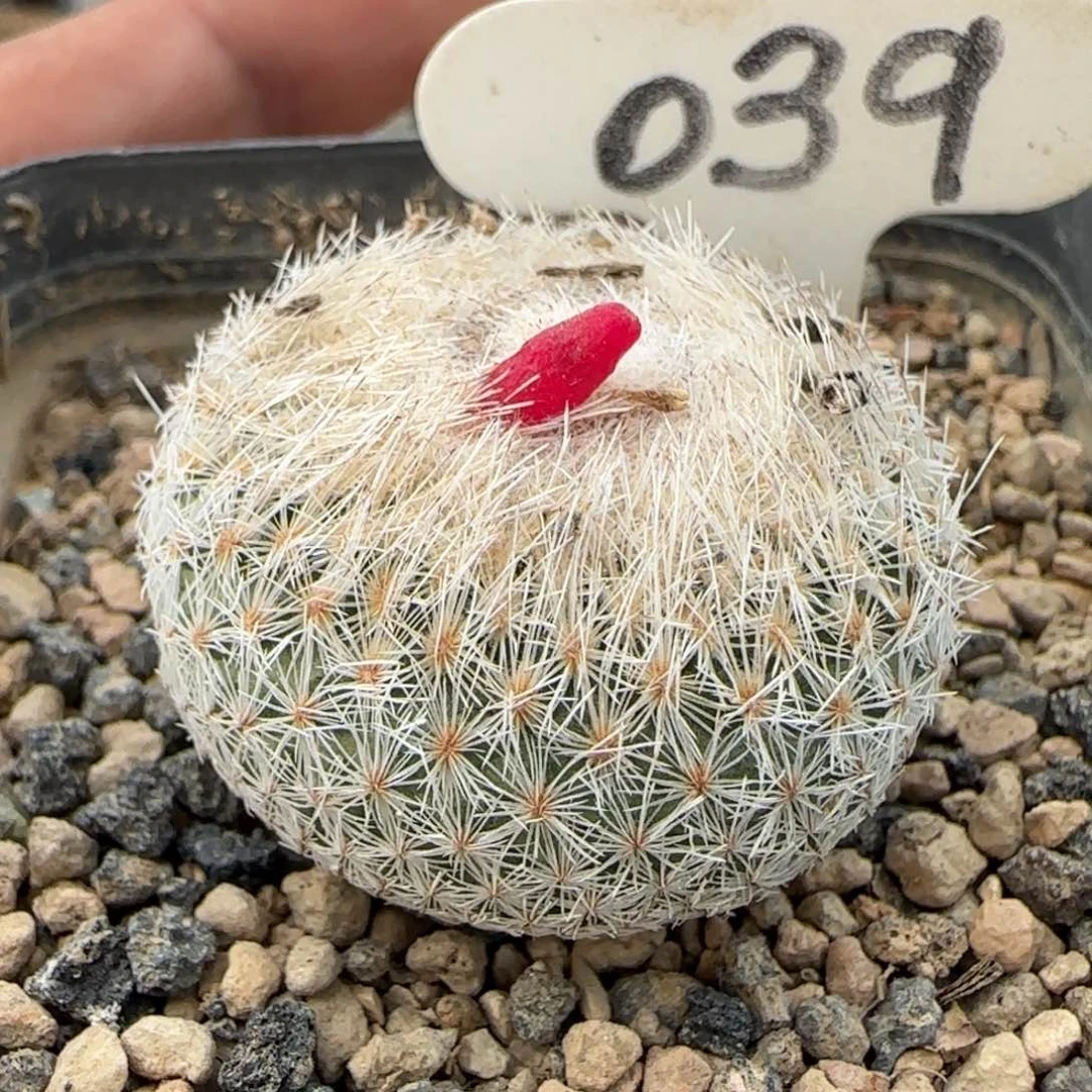 039实生天世界。多肉