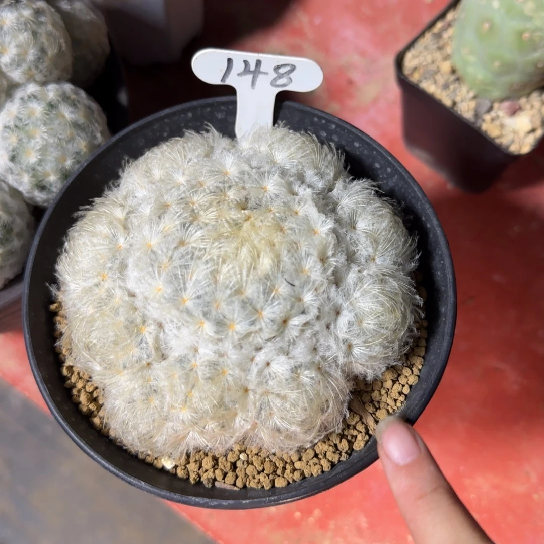 傲****?148实生鹤立羽白星箐桃花卉多肉