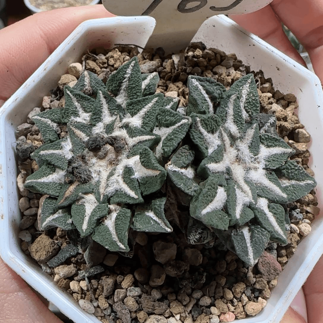 163自根大尤黑牡丹箐桃花卉多肉