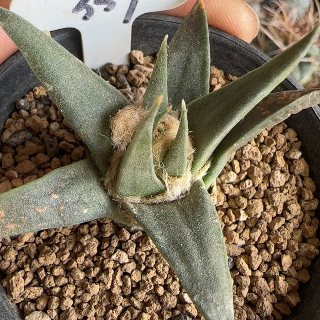 359实生泰系龙牙牡丹。多肉