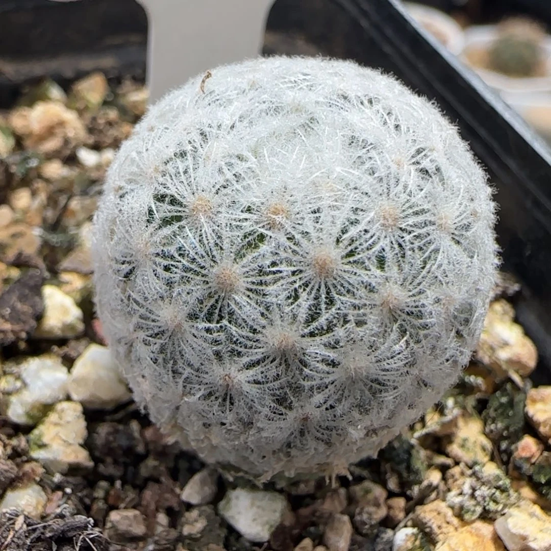 042实生羽姬玉。多肉