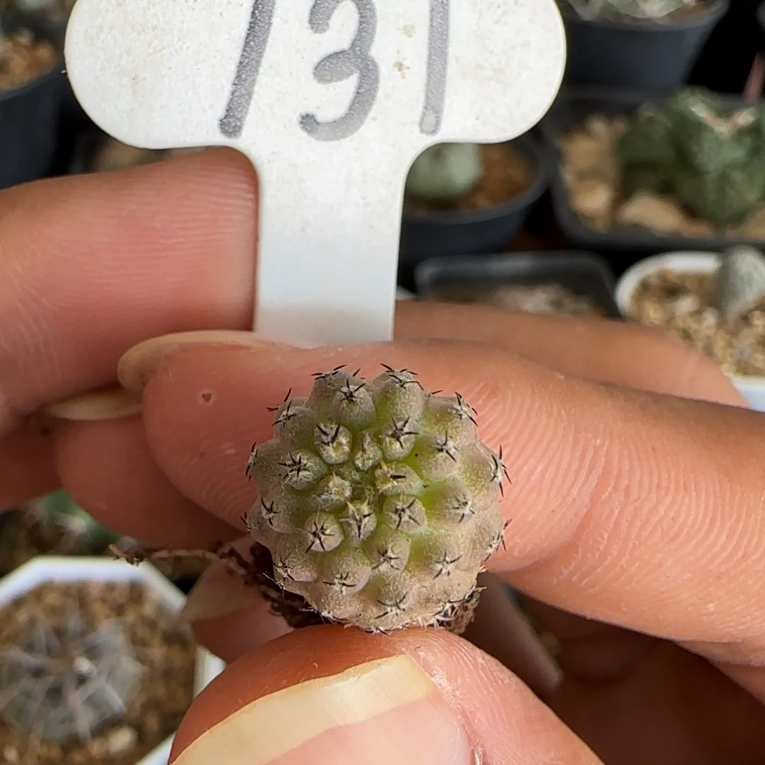 131实生豹头(幼苗)