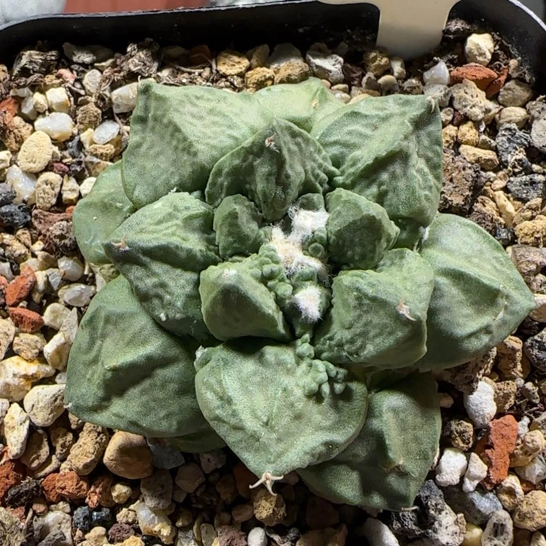 15自根象牙✖️怒涛牡丹箐桃花卉多肉