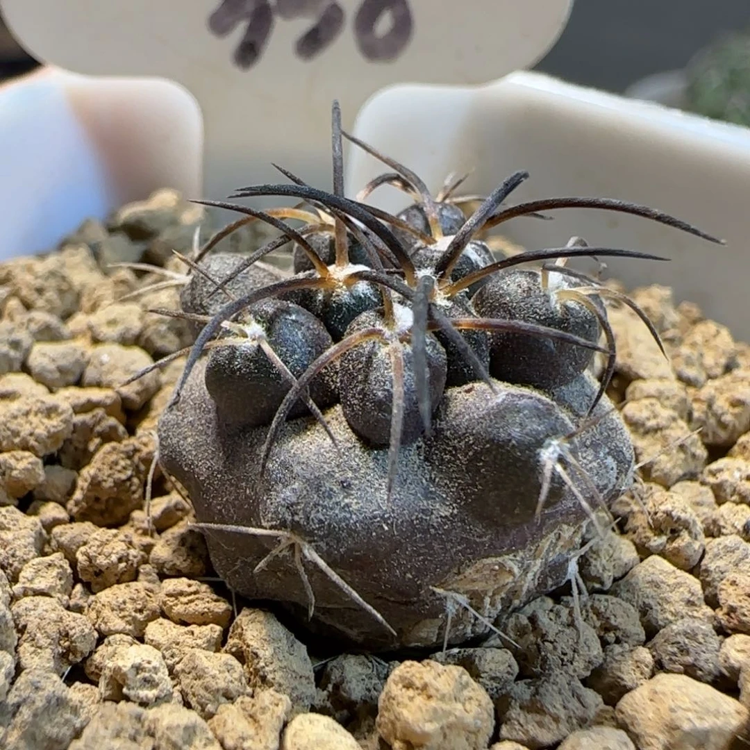 338实生栗星玉多肉干巴2厘米