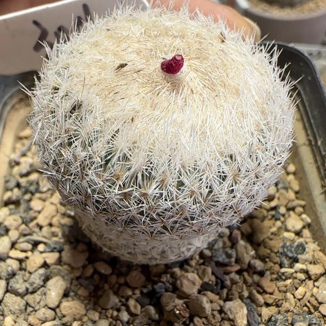 304实生天世界。多肉