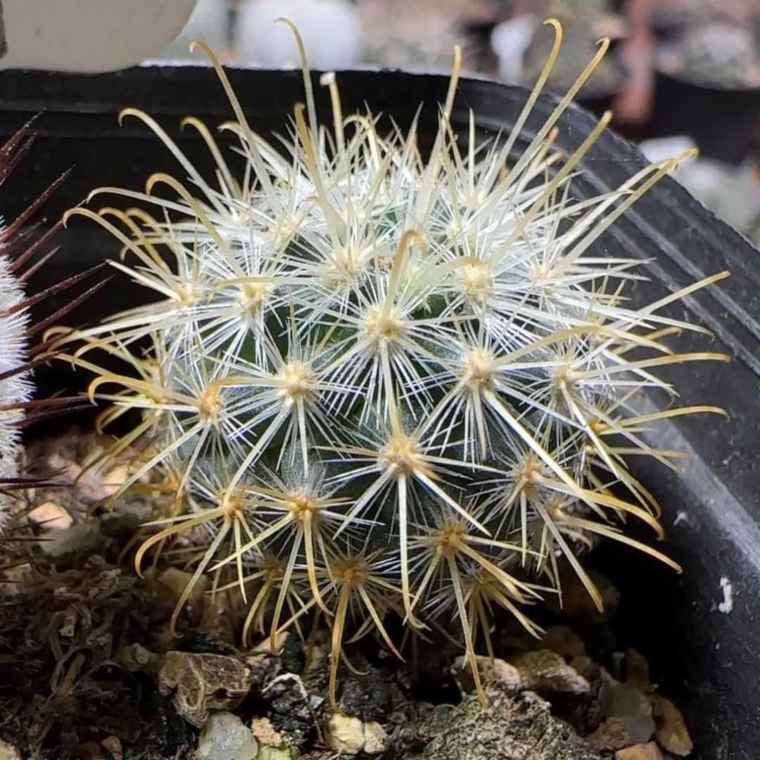 172实生菊慈童2.1厘米
