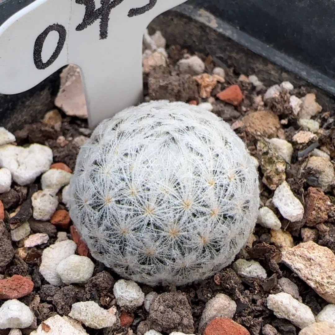 043实生羽姬玉。多肉