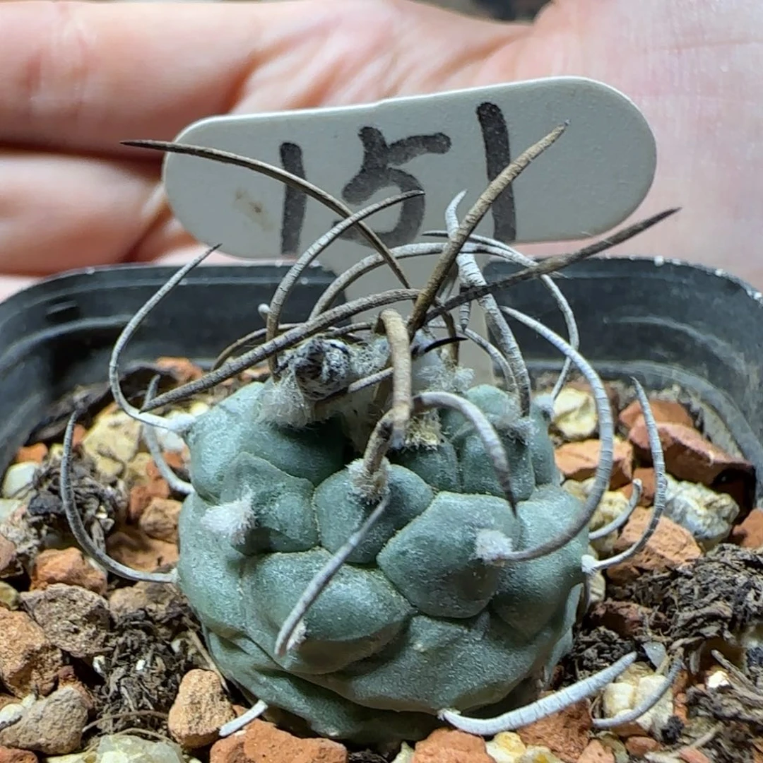 151实生赤花乌城娇丽箐桃花卉多肉