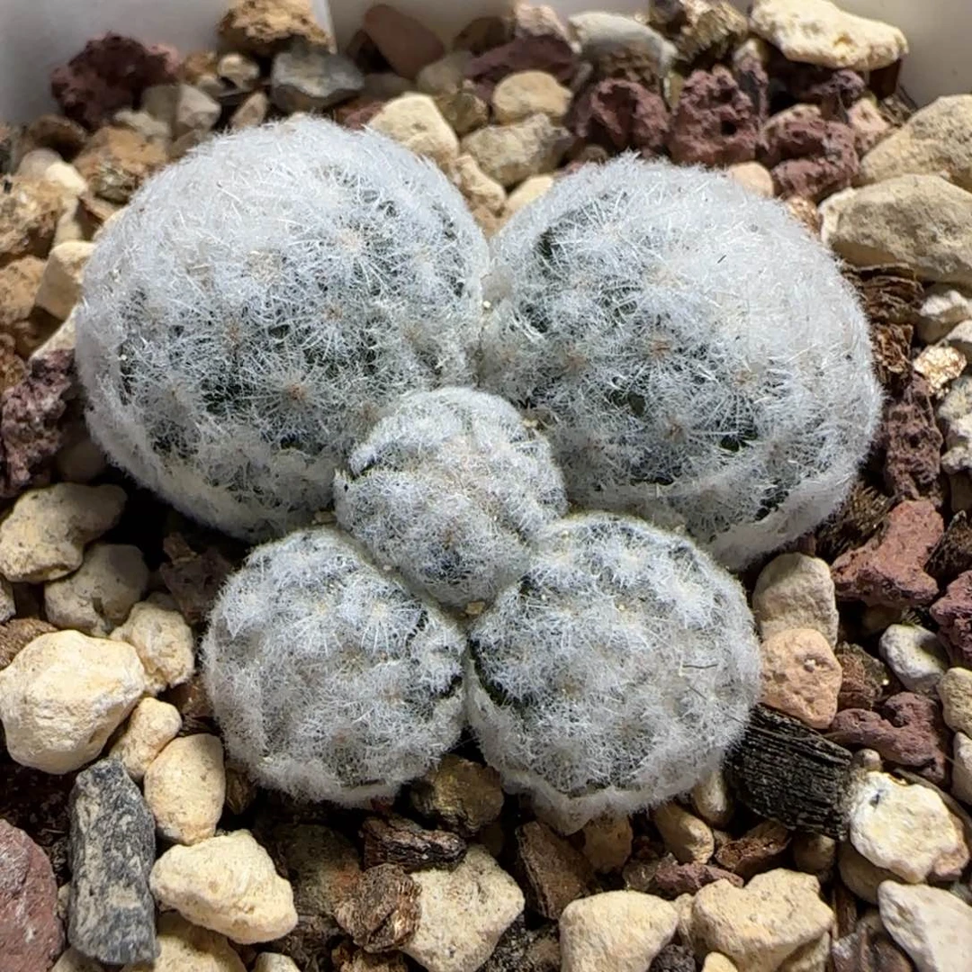 A-167实生群生羽姬玉。多肉