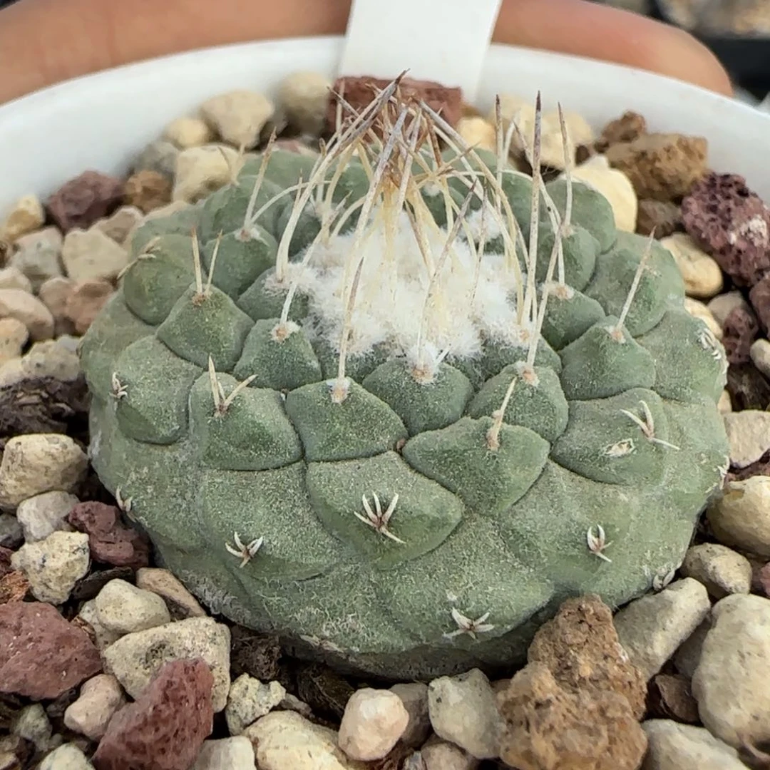 080实生控养菊水。多肉