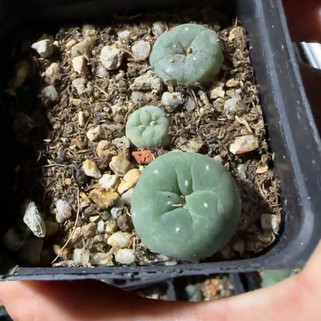 130实生草球一盒箐桃花卉