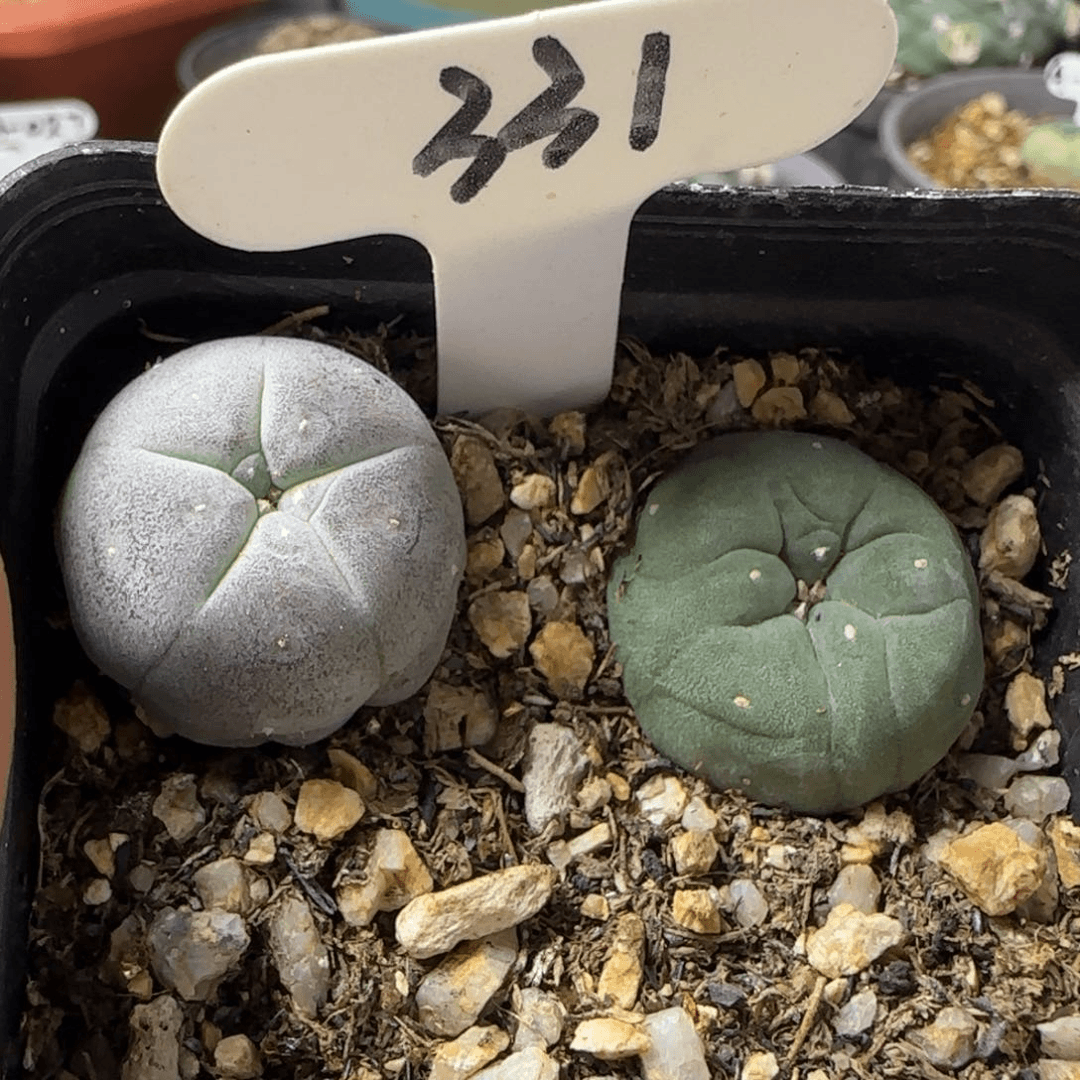 331实生两颗海鲜。 多肉